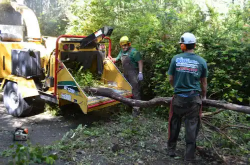 tree services Long Hill